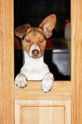 honden foto van Amélie 