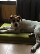 honden foto van yildiz