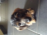 honden foto honden foto van debby