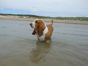 honden foto van debbie