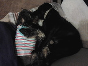 honden foto van Mady