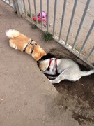 honden foto van laura