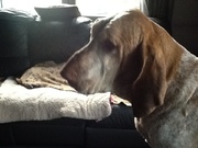 honden foto van ikke