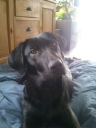 honden foto van D & A