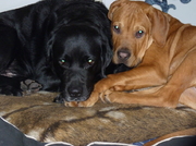 honden foto van Jiro