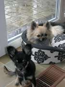 honden foto van angie