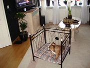 honden foto van Gucci