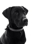 honden foto honden foto van Morris