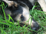 honden foto van Sandra