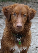 honden foto van jannine & Jasper