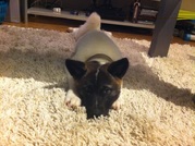 honden foto honden foto van Jana Stoefs