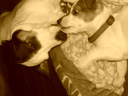 honden foto van marijke