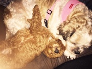 honden foto van evalien