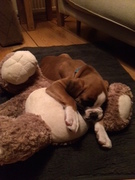 honden foto van Kyra