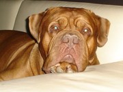 honden foto van diego