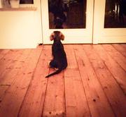 honden foto van Sanne