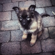 honden foto van Sanne