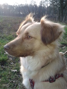honden foto honden foto van Lindi