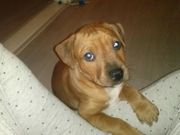 honden foto honden foto van ~Jay-Jay~
