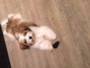 honden foto van Mandy, vrouwtje van Bobby! <3
