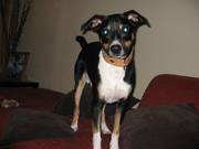 honden foto van Rambo