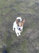 honden foto van Dirk