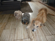 honden foto van cora