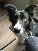 honden foto van Lisanne