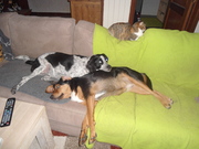 honden foto van cindy