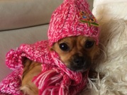 honden foto van Karin 