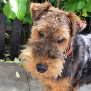 honden foto van miles