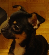 honden foto honden foto van Astrid