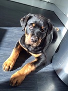 honden foto van Demi