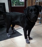 honden foto van Liesje