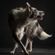 honden foto honden foto van Naomi en Bones