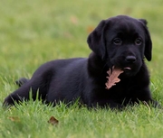honden foto van Sietske
