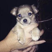 honden foto van Visser