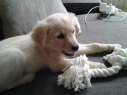 honden foto van Clau en Nala