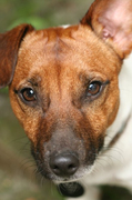 honden foto honden foto van EllyL