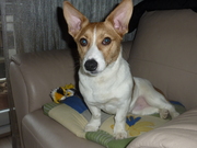 honden foto van belinda en brick