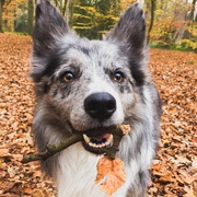 honden foto van Nyll