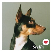 honden foto van issa