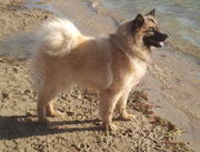 honden foto van Tessa