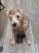 honden foto honden foto van hirondelle