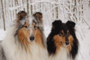 honden foto van Karin van Santvliet