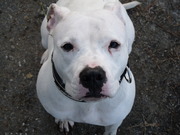 honden foto honden foto van Arno