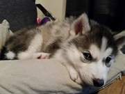 honden foto van Heavenly