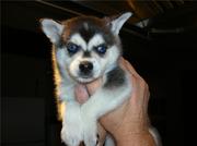 honden foto van Diana