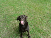 honden foto honden foto van Marie247