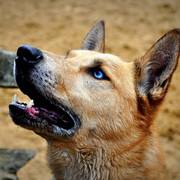 honden foto van Shinouk